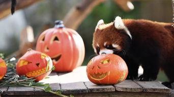 吃瓜大会童话剧,童话世界的奇幻冒险之旅